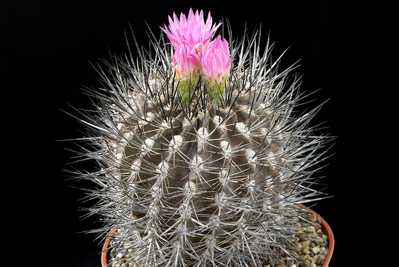 Neoporteria sp. D. 9 € 28.00.jpg